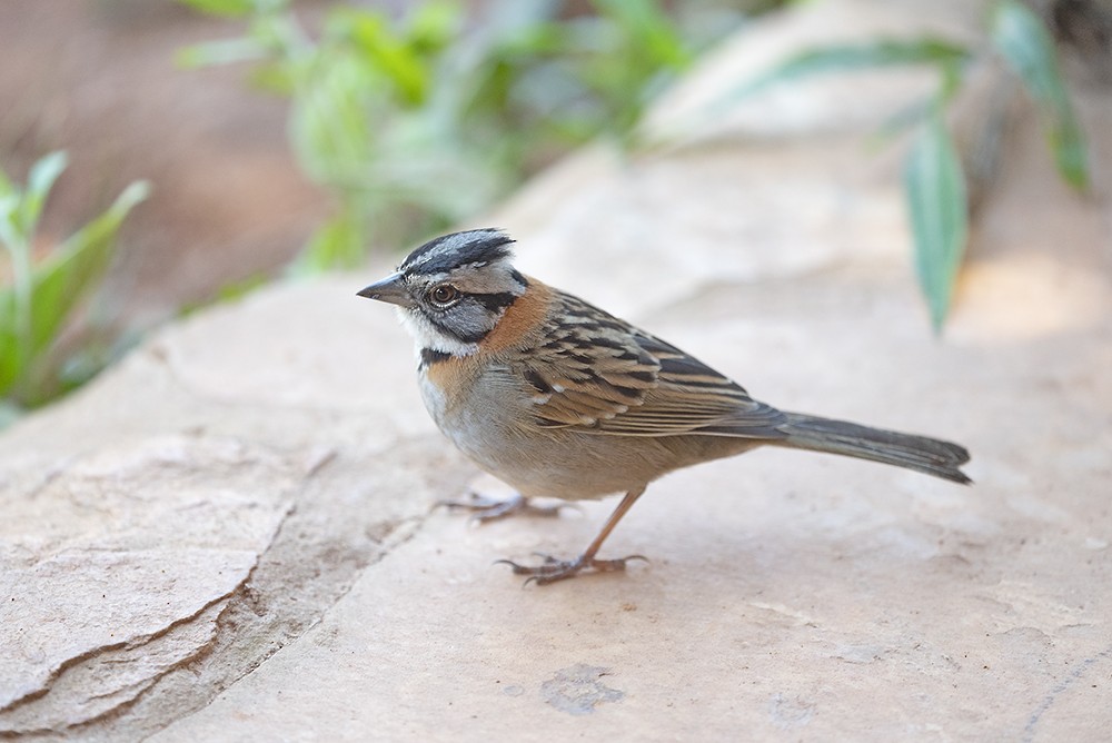 Rufous-collared Sparrow - Nereston Camargo