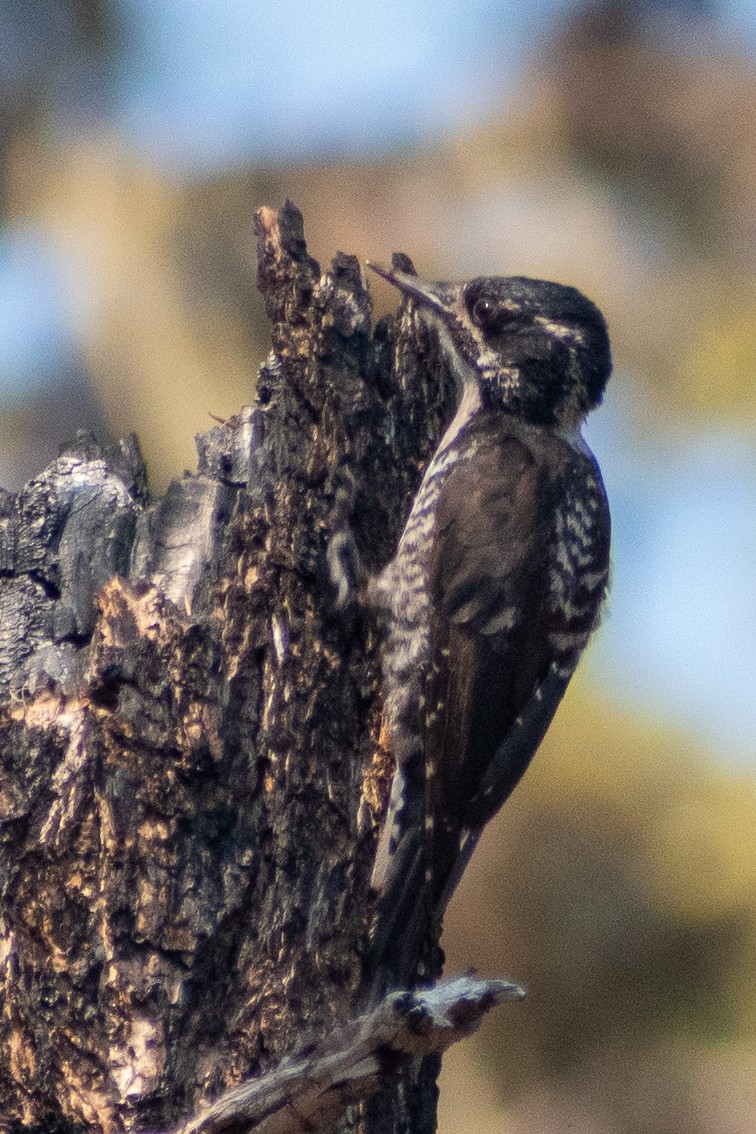 American Three-toed Woodpecker (Northwest) - ML609113639