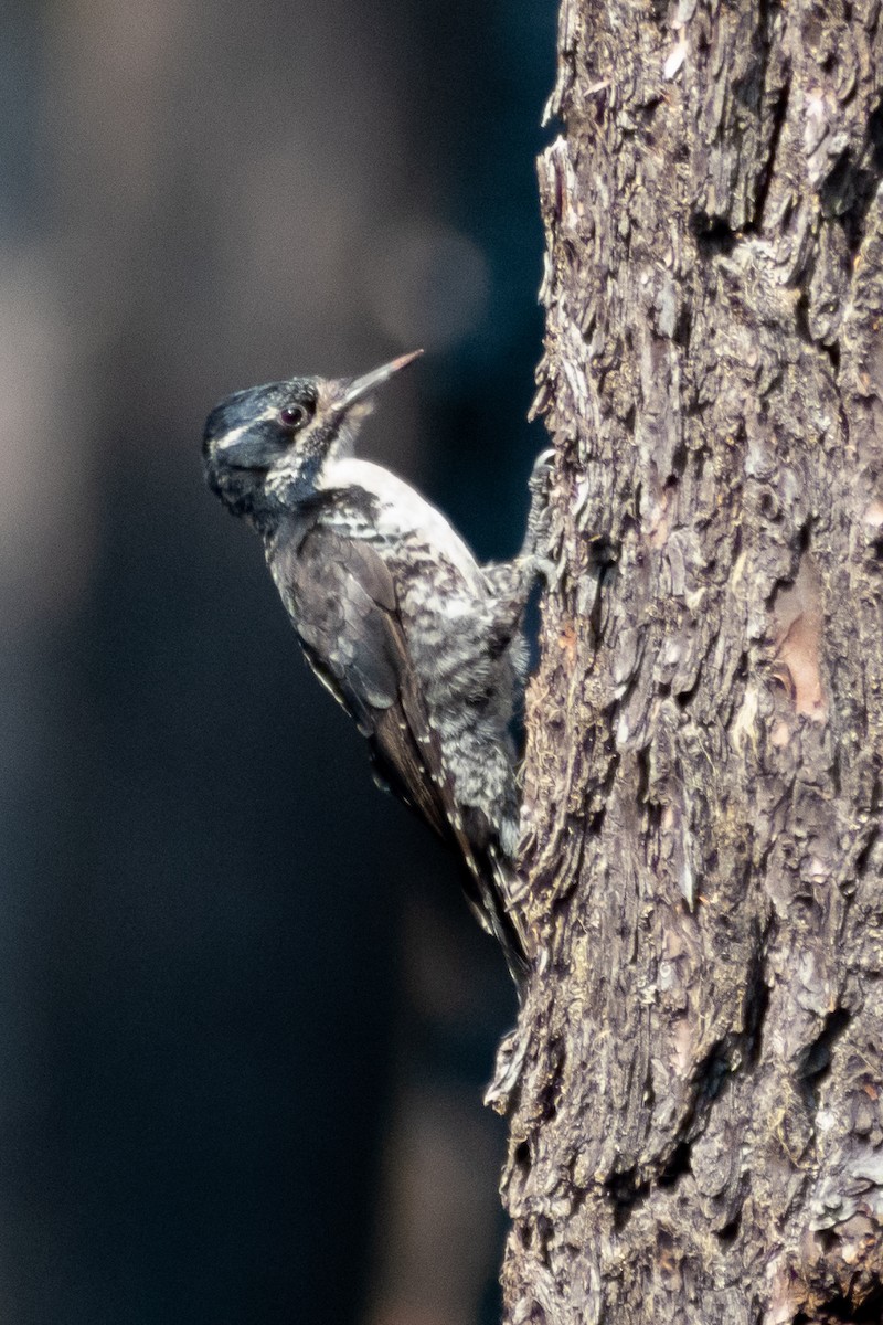 American Three-toed Woodpecker (Northwest) - ML609113640