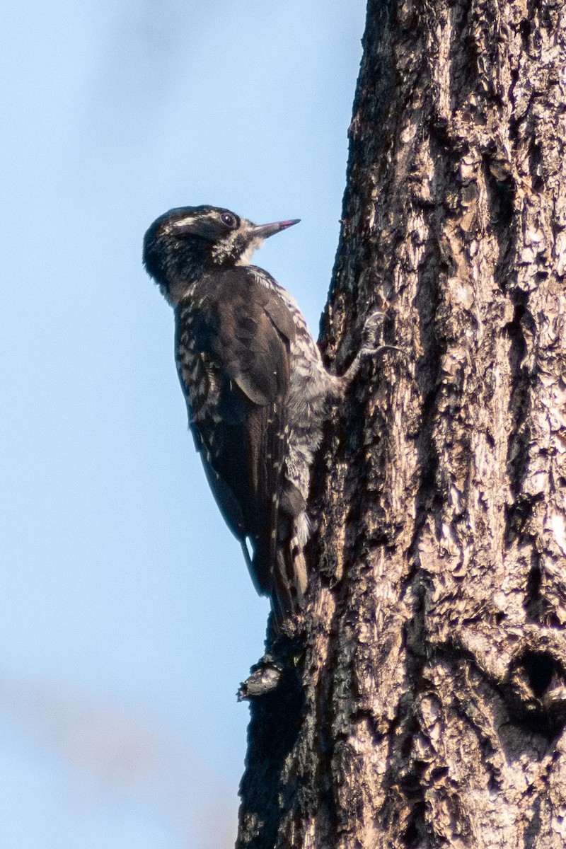 American Three-toed Woodpecker (Northwest) - ML609113641