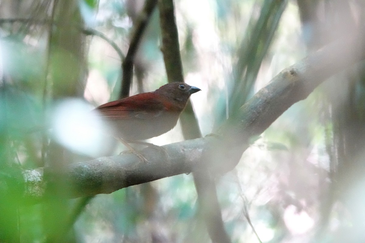 Red-crowned Ant-Tanager - ML609113679