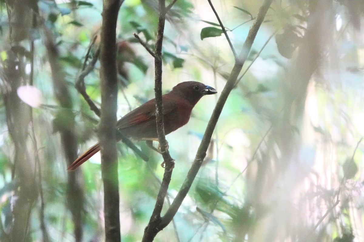 Red-crowned Ant-Tanager - ML609113684