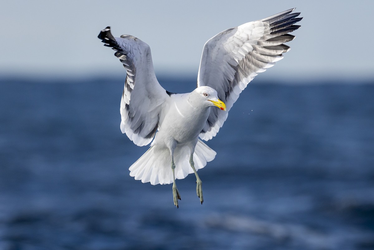 Kelp Gull (dominicanus) - ML609113792