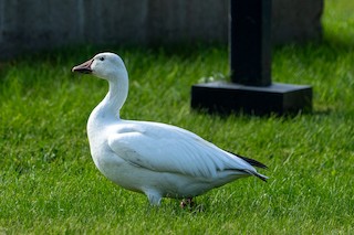 Snow Goose, ML609113857