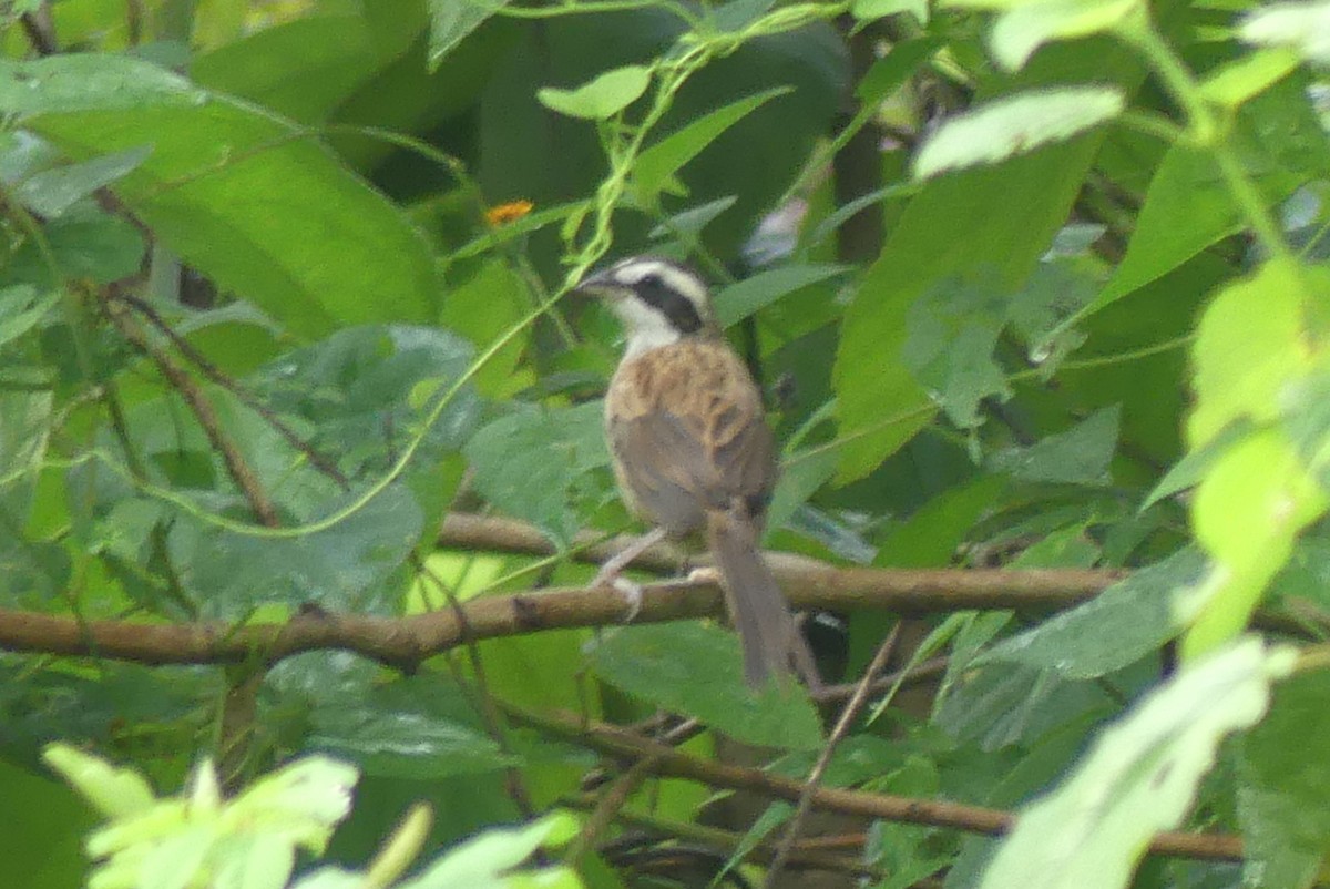 Stripe-headed Sparrow - ML609113968