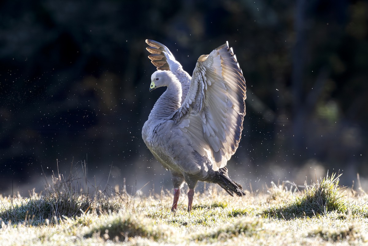 Cape Barren Goose - Jeremy Edwards