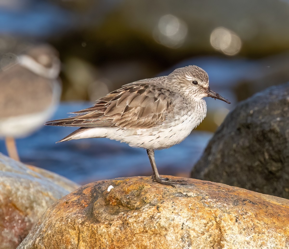 White-rumped Sandpiper - ML609114129