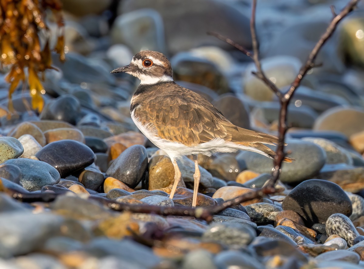 Killdeer - ML609114131