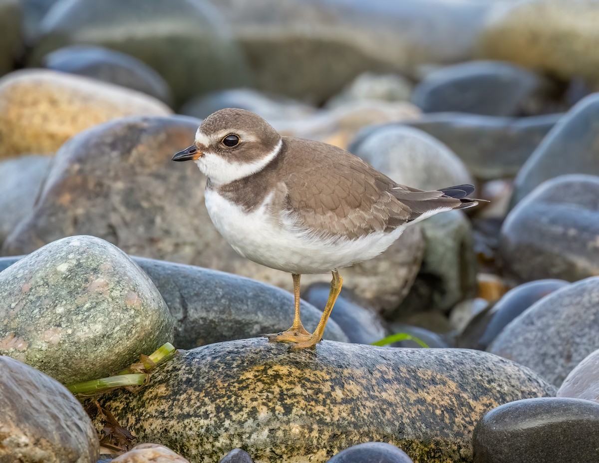 Semipalmated Plover - ML609114323