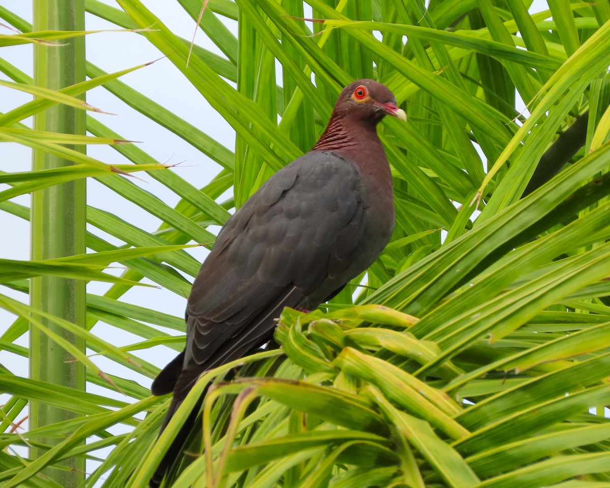 Pigeon à cou rouge - ML609114524