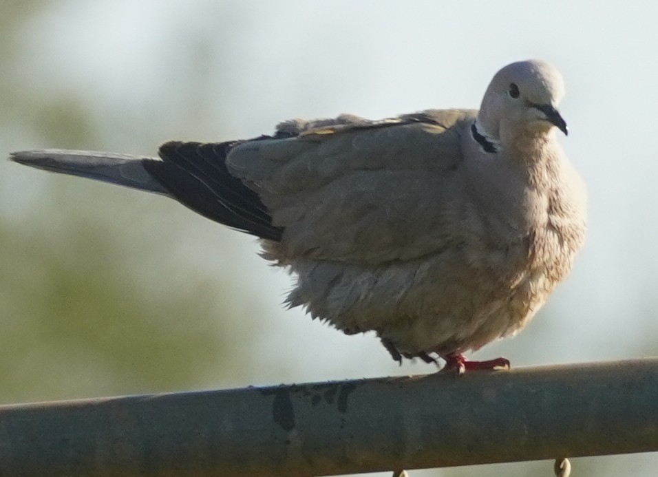Eurasian Collared-Dove - ML609114712