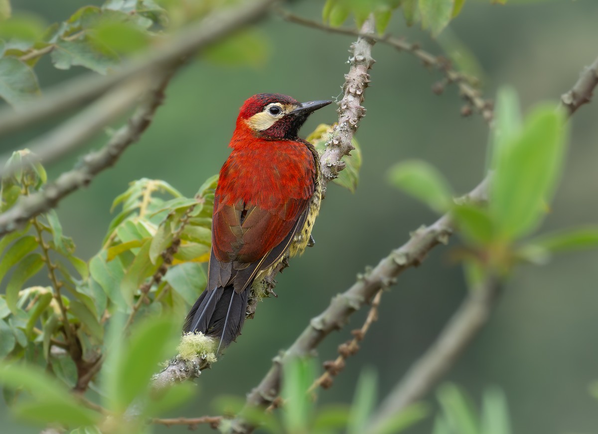 Crimson-mantled Woodpecker - ML609114881