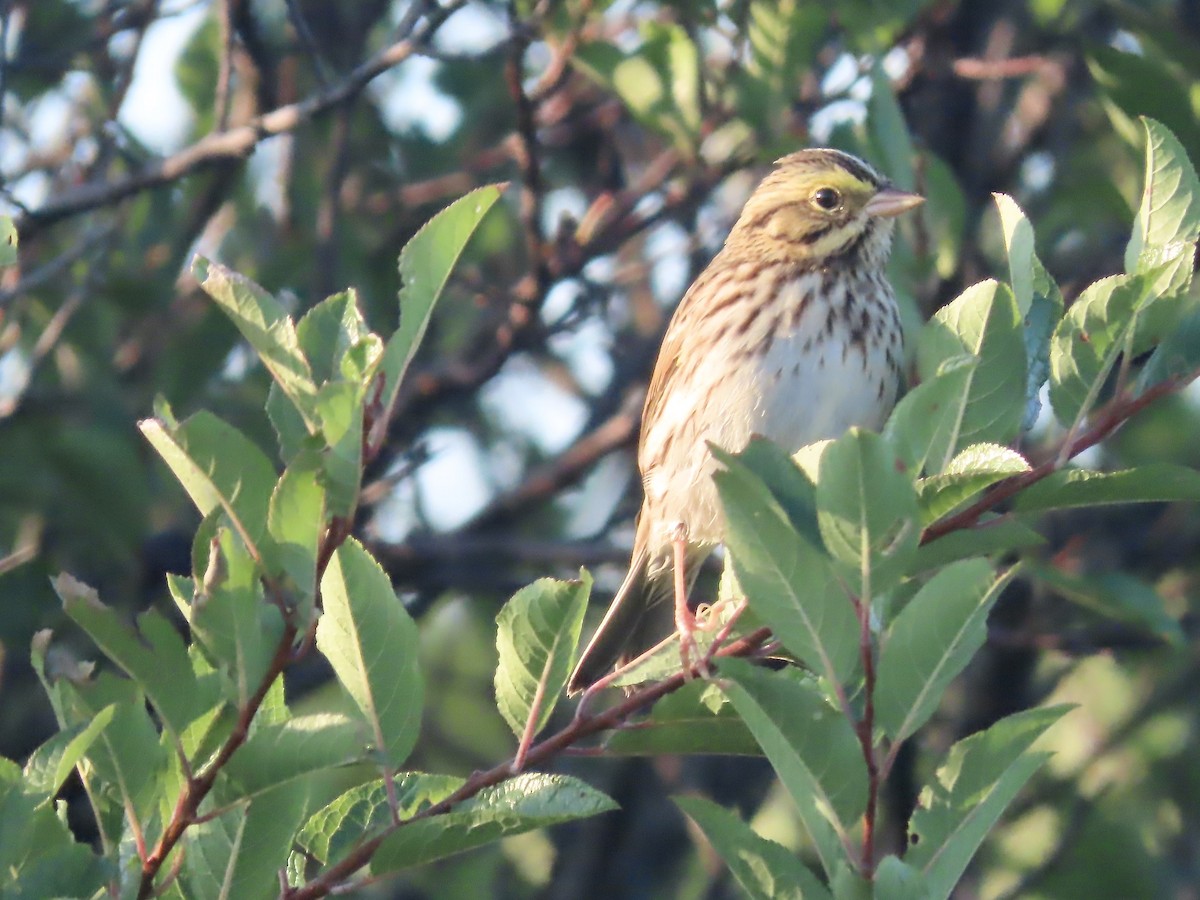 Savannah Sparrow - ML609115191