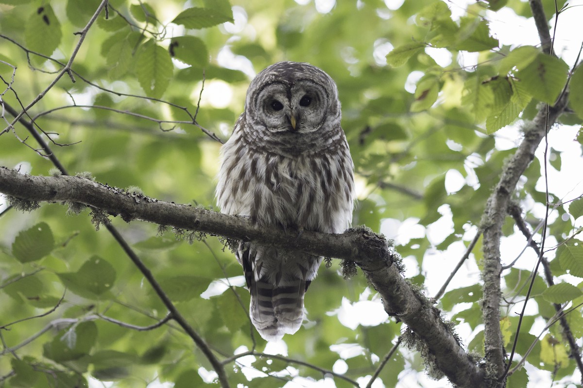 Barred Owl - ML609115521