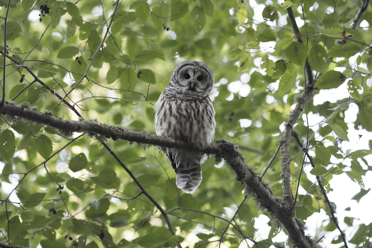 Barred Owl - ML609115524