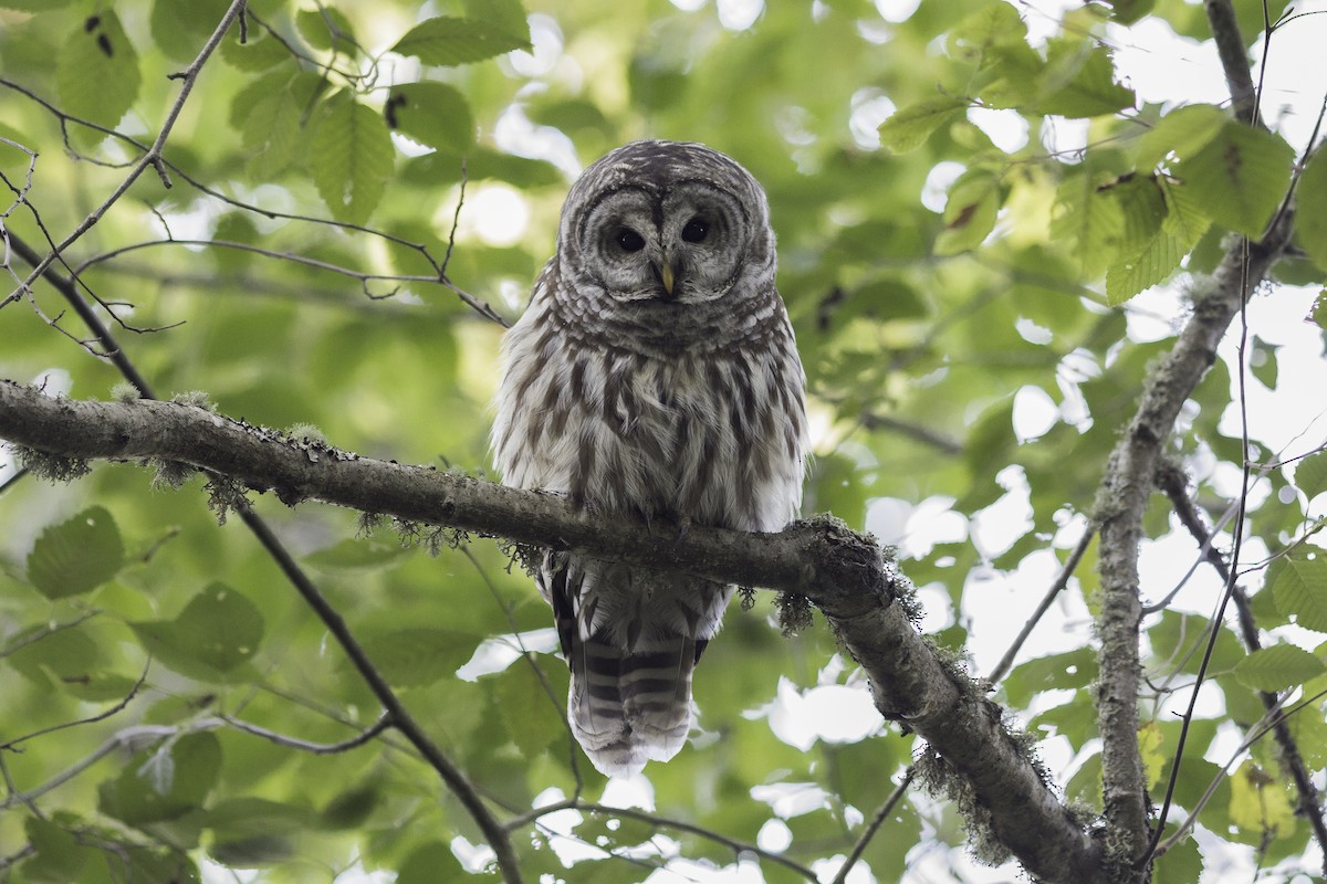 Barred Owl - ML609115525