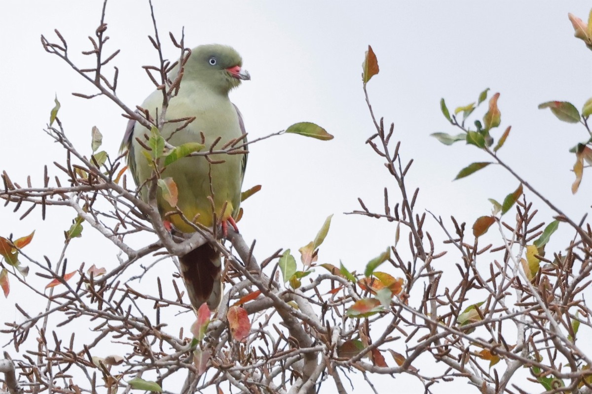 African Green-Pigeon (Gray-breasted) - ML609115564
