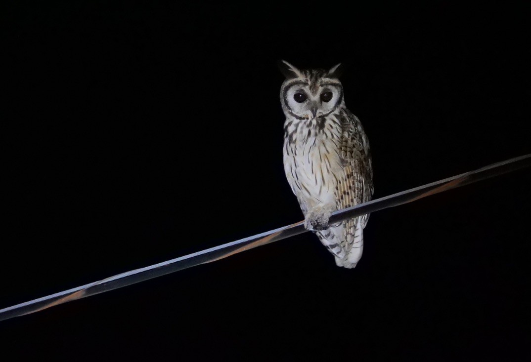 Striped Owl - Micah Riegner
