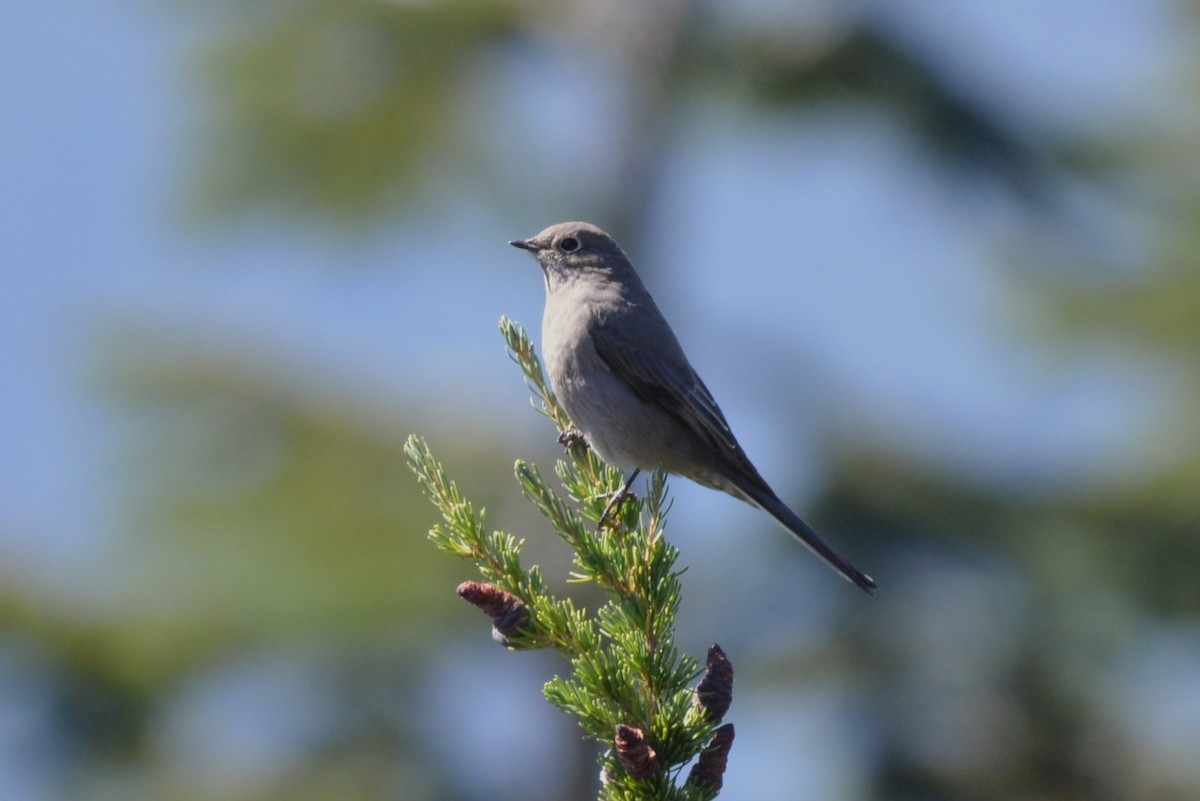 Townsend's Solitaire - Henry deJong