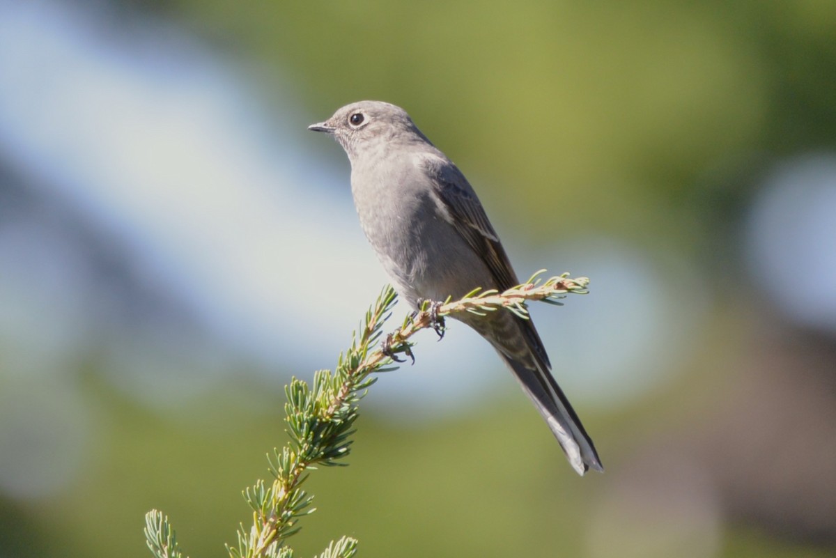 Townsend's Solitaire - ML609115890