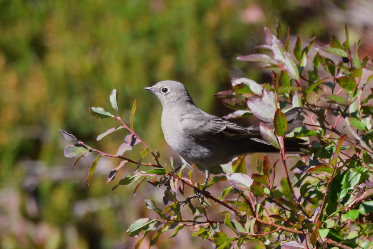 Townsend's Solitaire - ML609115915