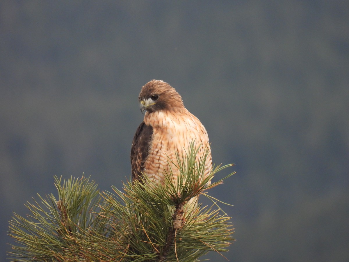 Red-tailed Hawk - ML609116210
