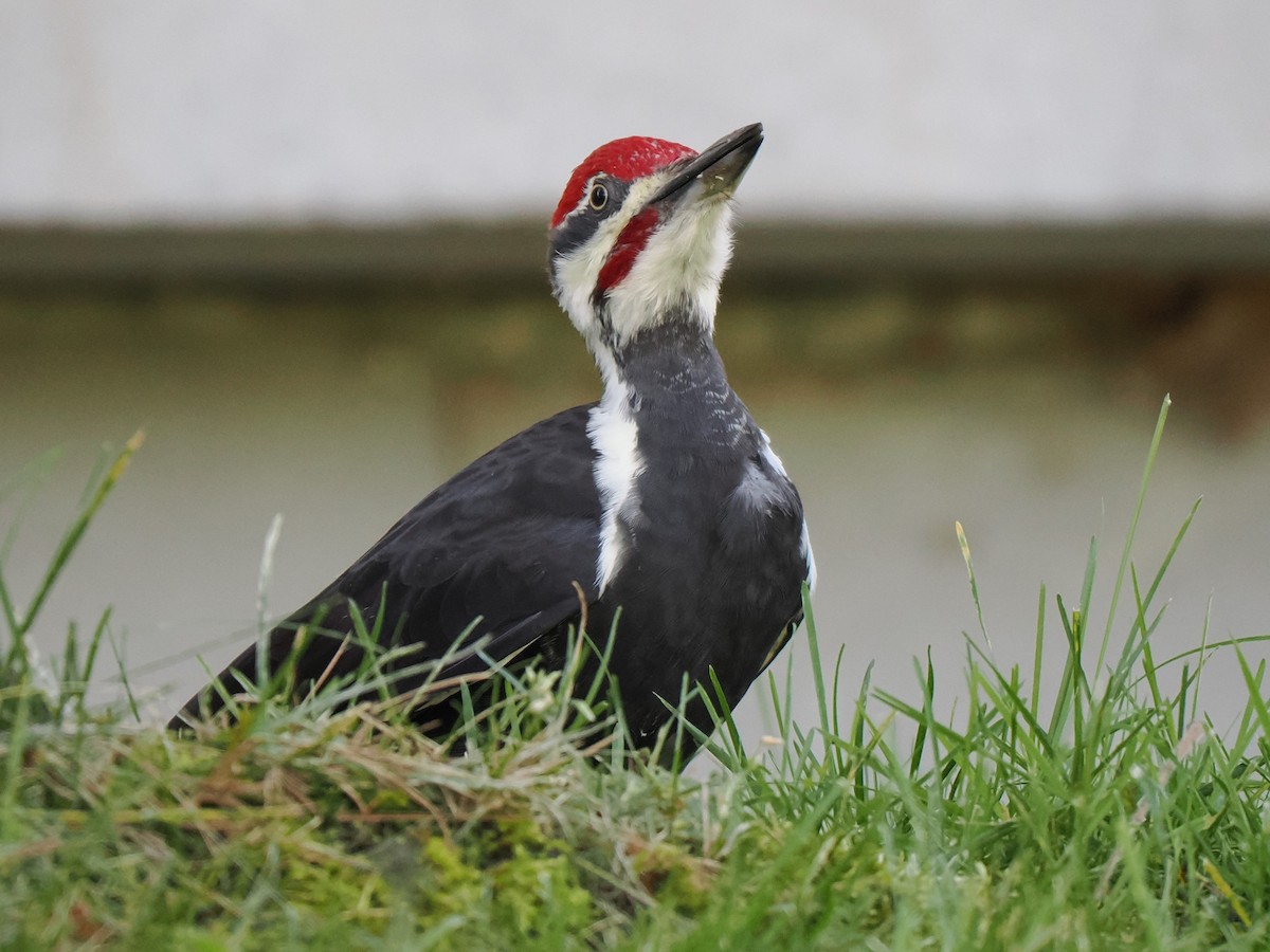 Pileated Woodpecker - ML609116241
