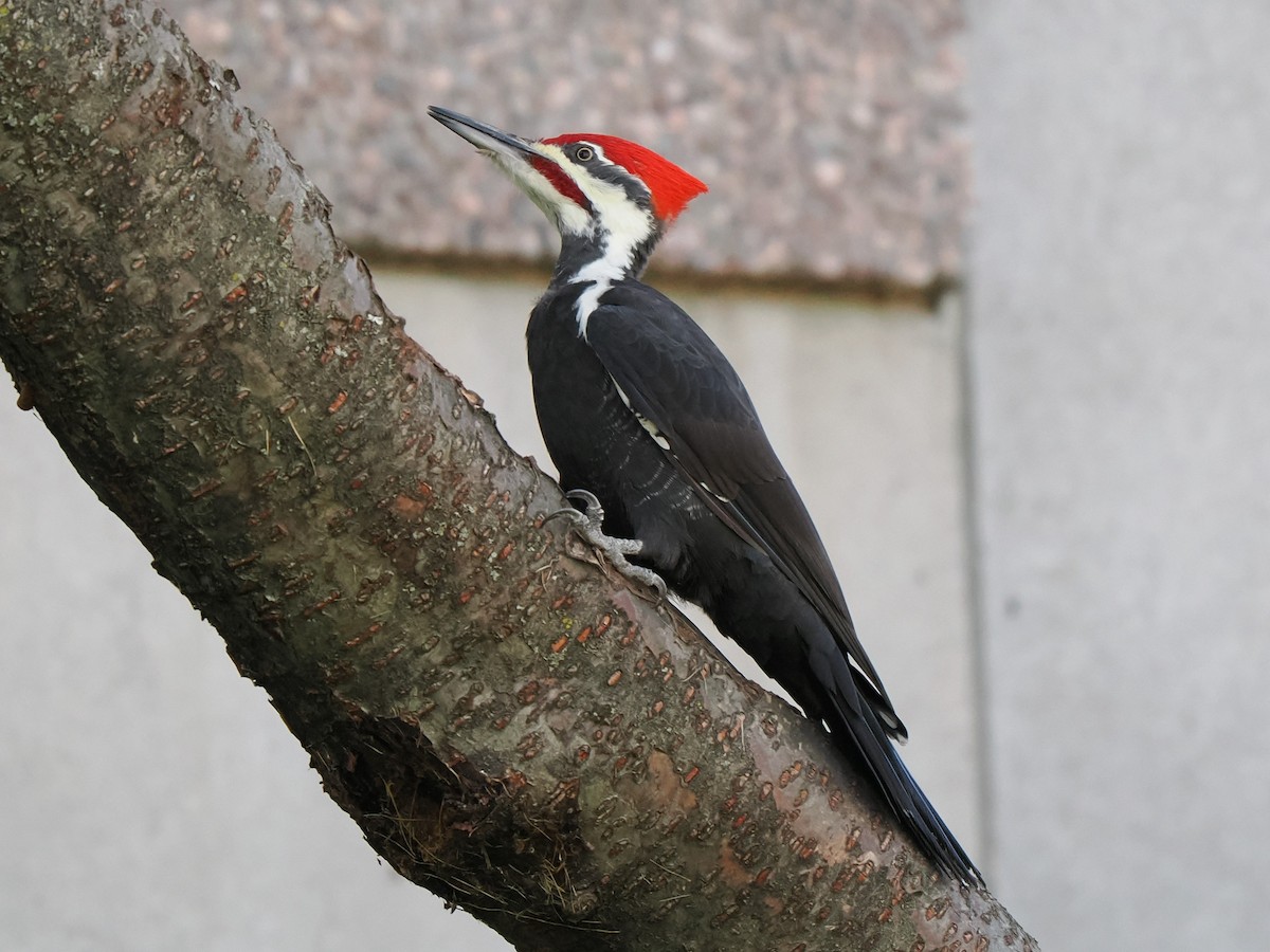 Pileated Woodpecker - ML609116247