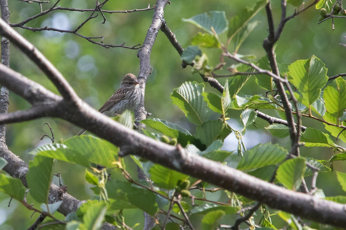 Chipping Sparrow - ML609116457