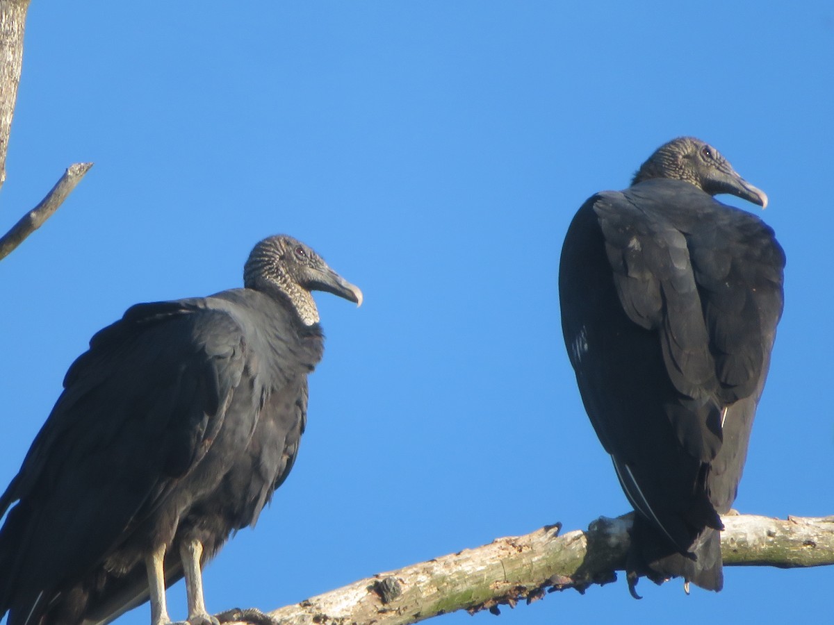 Black Vulture - ML609116489