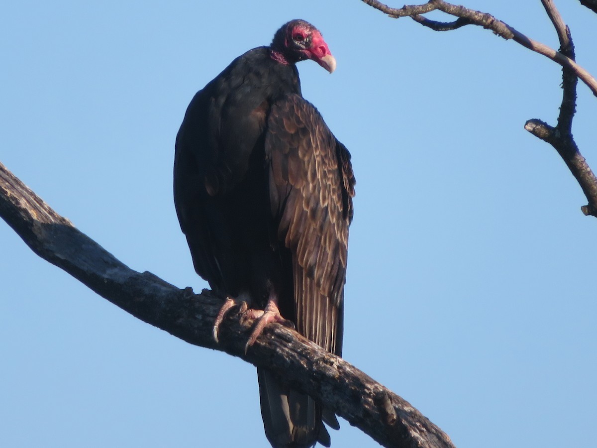 Turkey Vulture - ML609116506