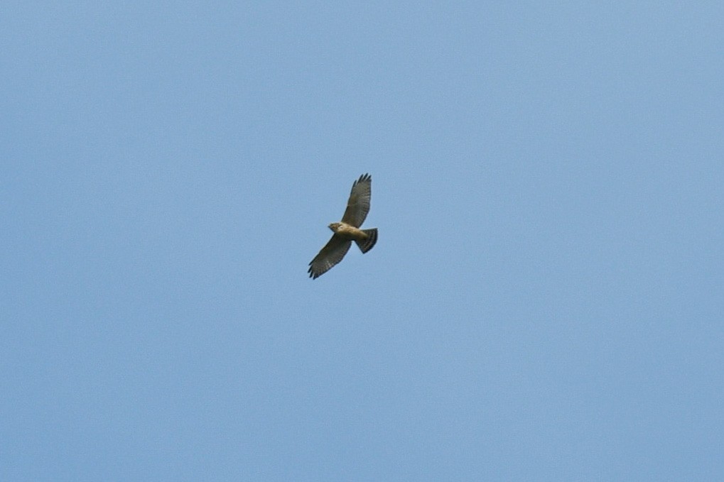 Broad-winged Hawk - ML609116603