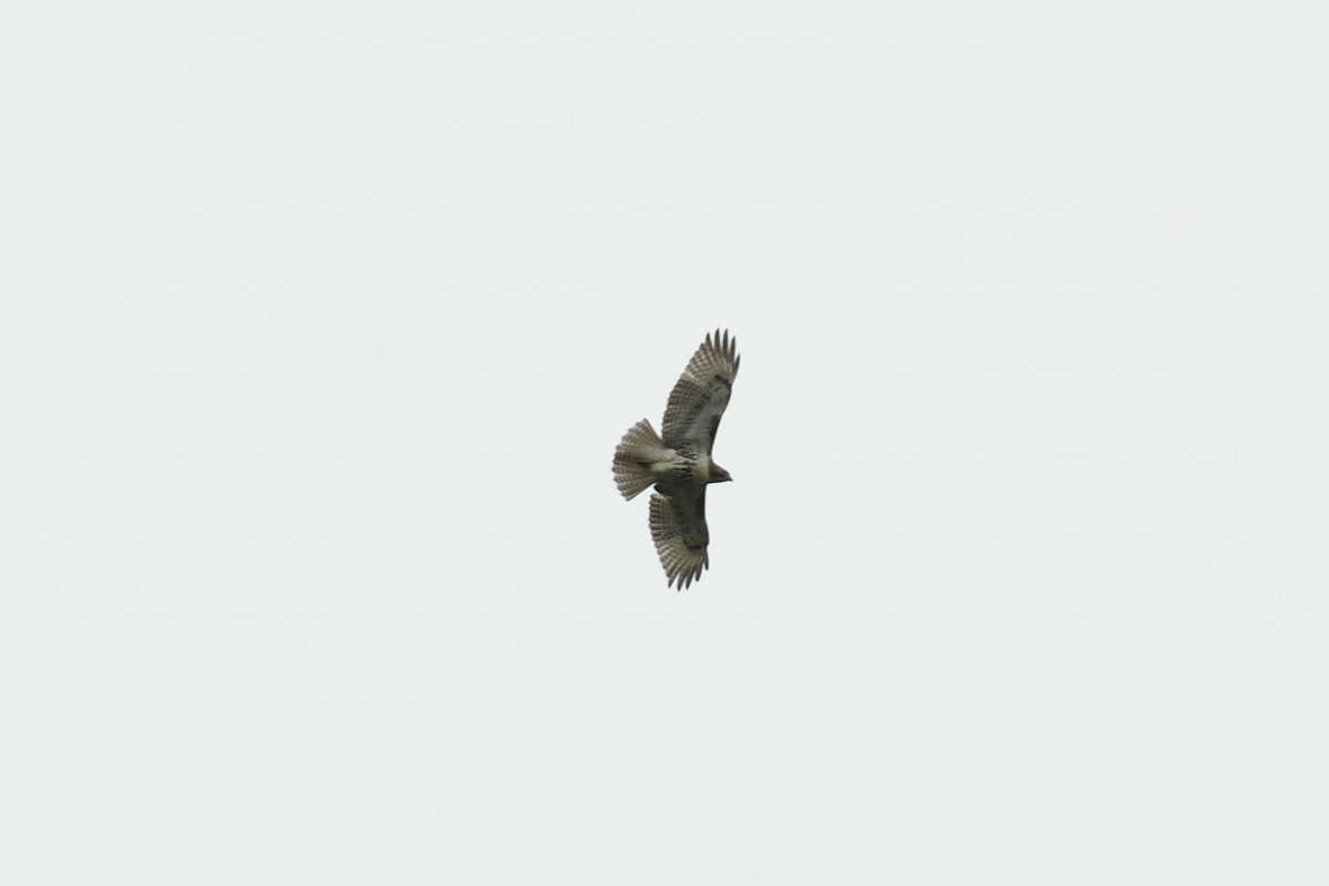 Red-tailed Hawk - ML609116628