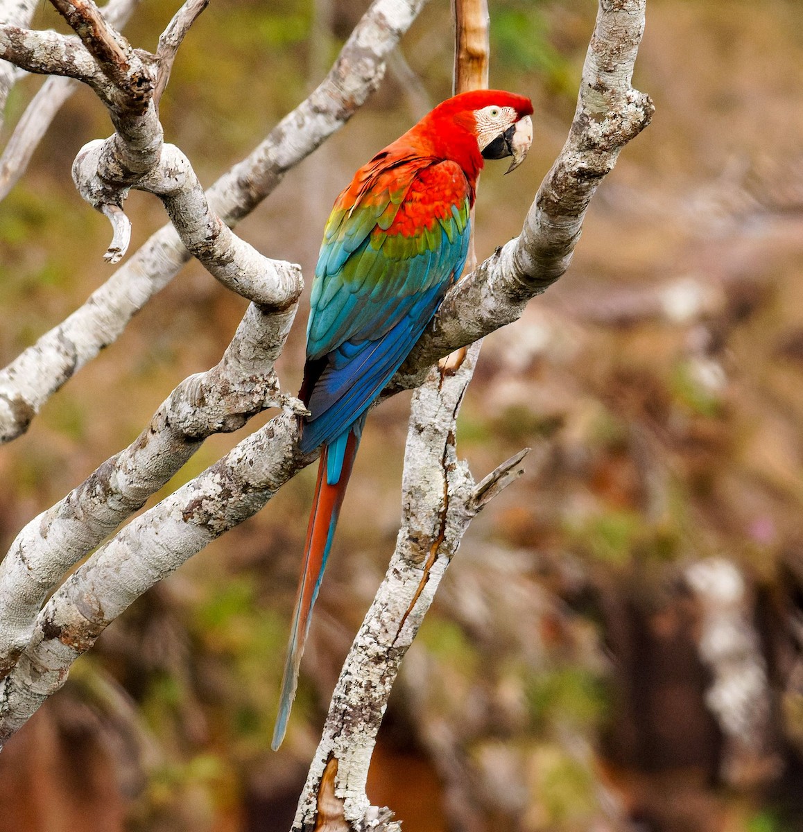 Red-and-green Macaw - ML609116714