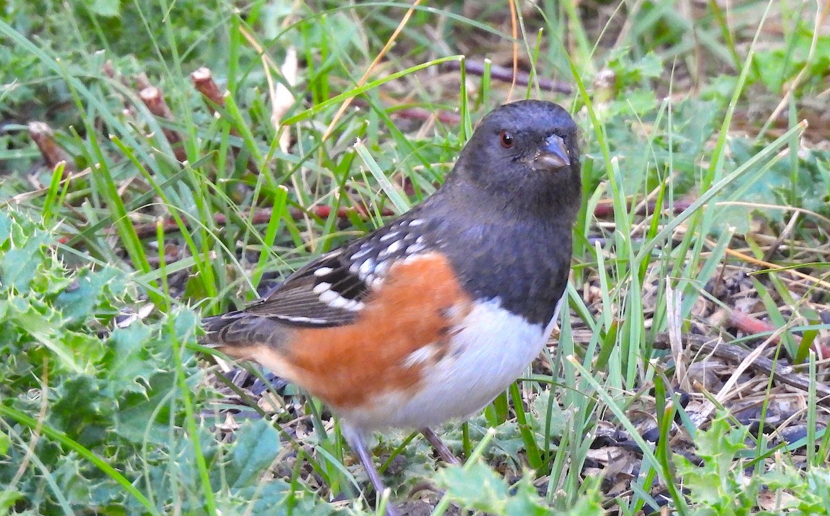 Spotted Towhee - ML609116941
