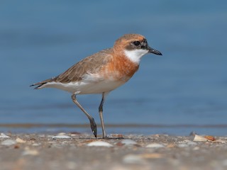  - Tibetan Sand-Plover