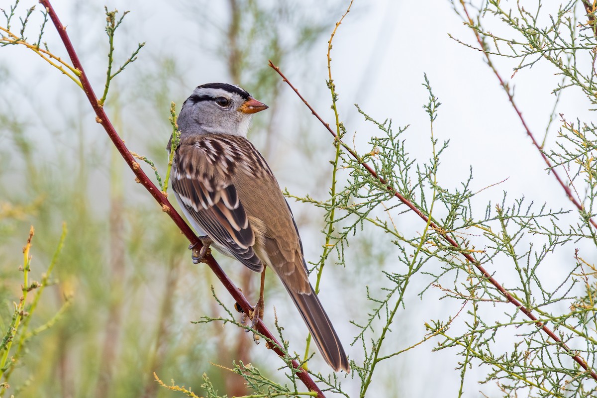 White-crowned Sparrow - Lesley Tullis