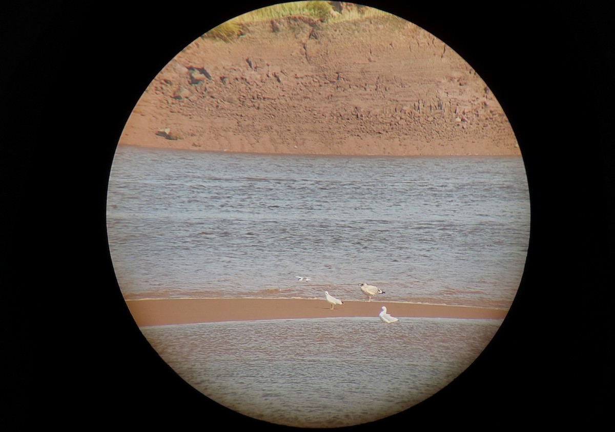 Gull-billed Tern - Devin Johnstone