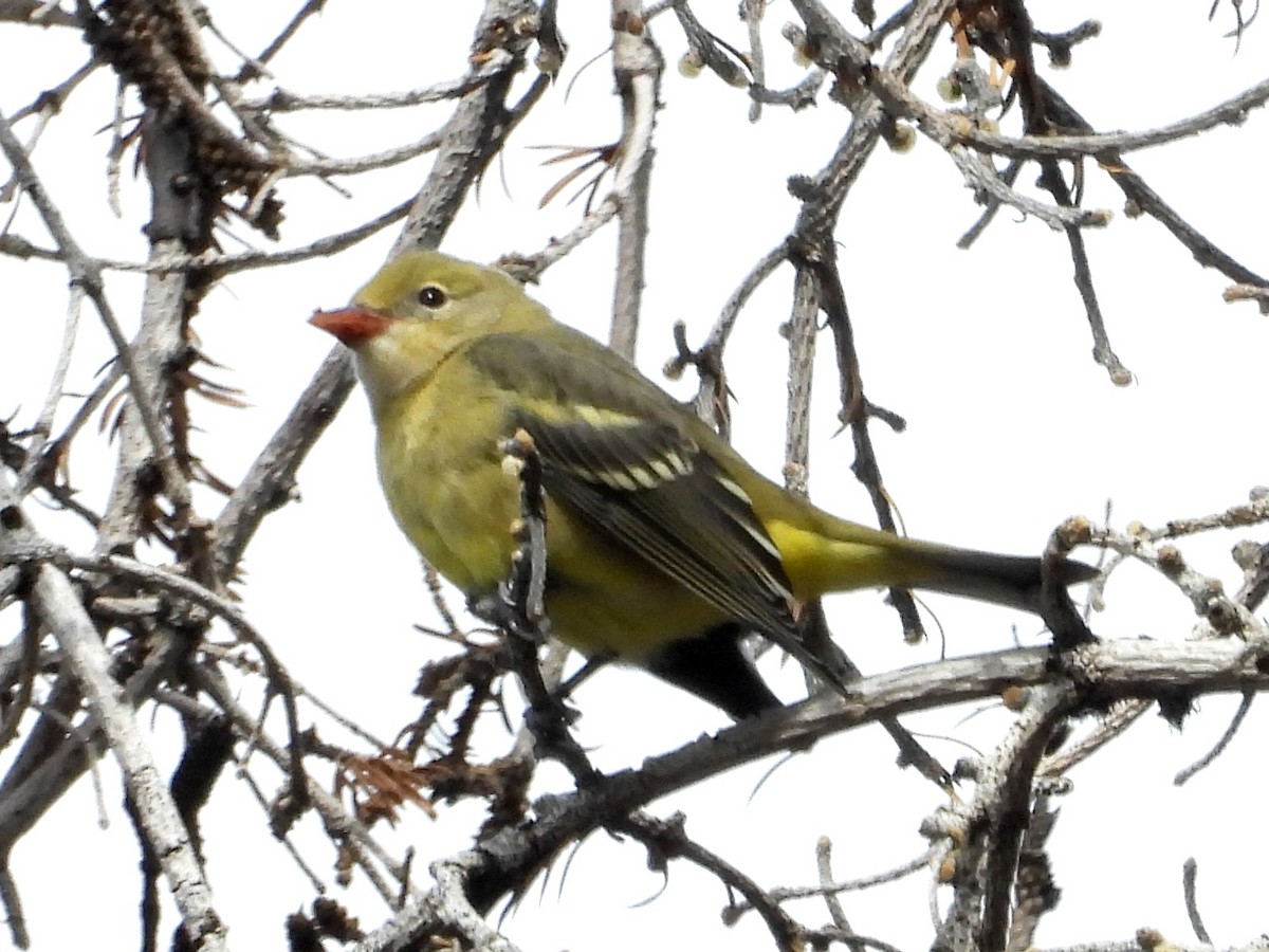 Western Tanager - ML609117901