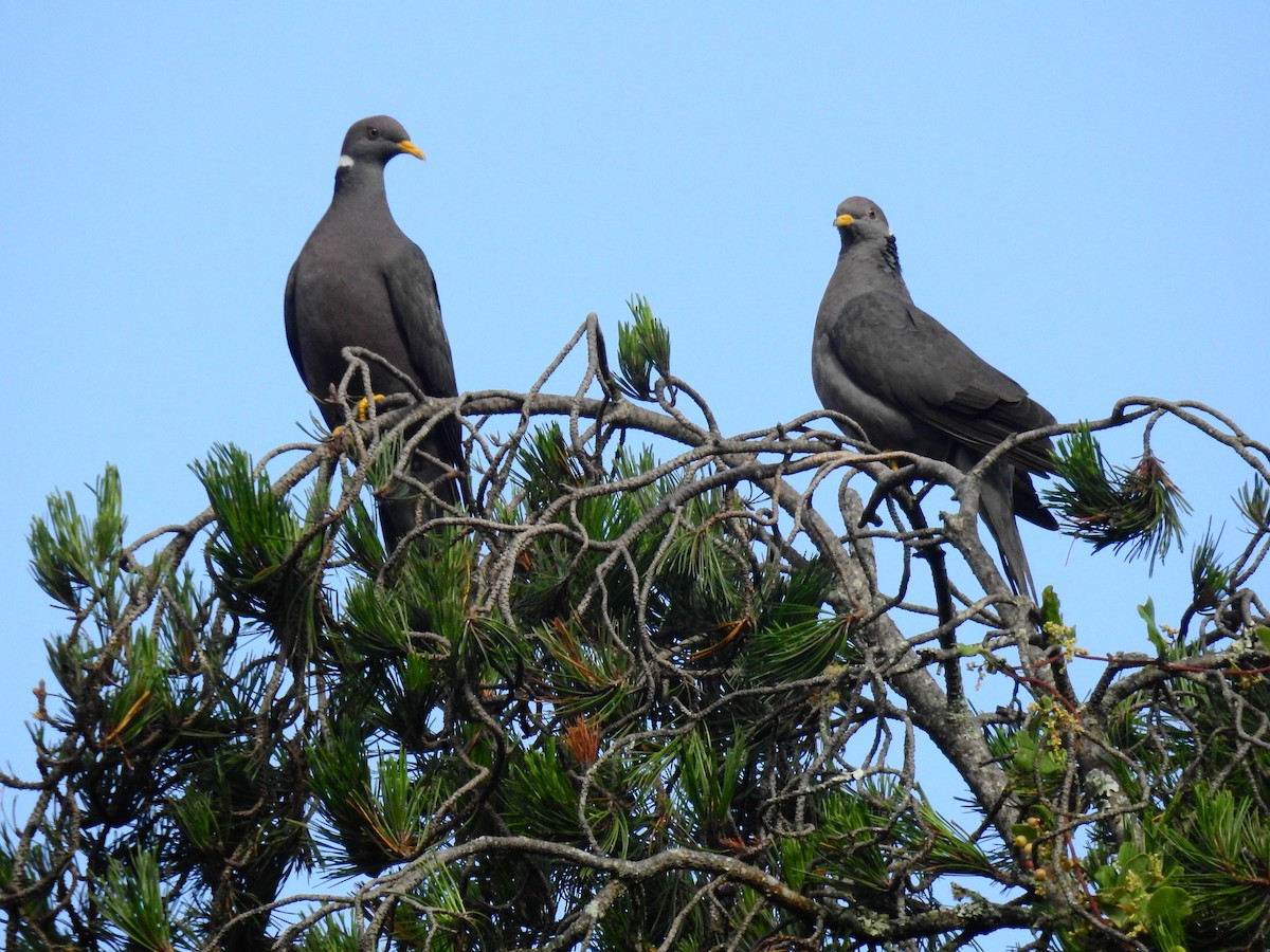 Band-tailed Pigeon - ML609118034