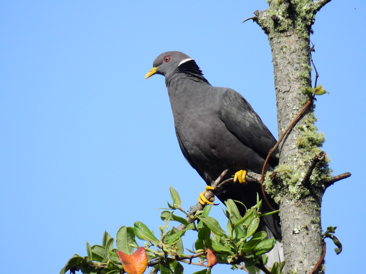 Band-tailed Pigeon - ML609118035