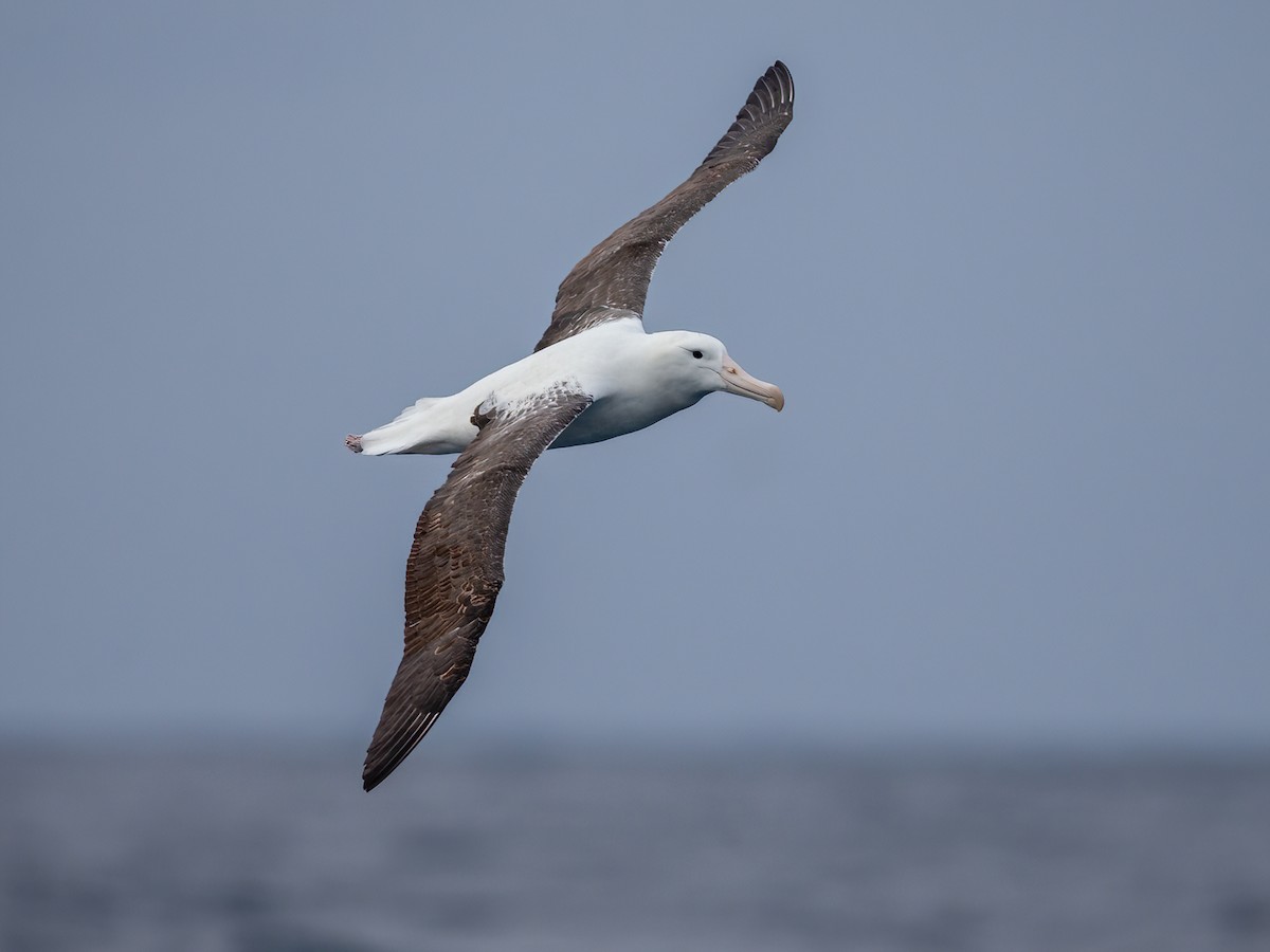 Northern Royal Albatross - Diomedea sanfordi - Birds of the World