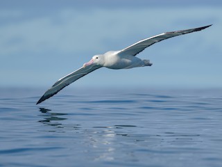  - Southern Royal Albatross
