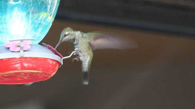 Rivoli's Hummingbird - ML609118278