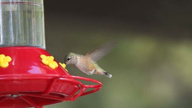 Calliope Hummingbird - ML609118303