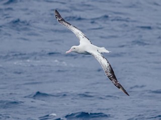  - Tristan Albatross