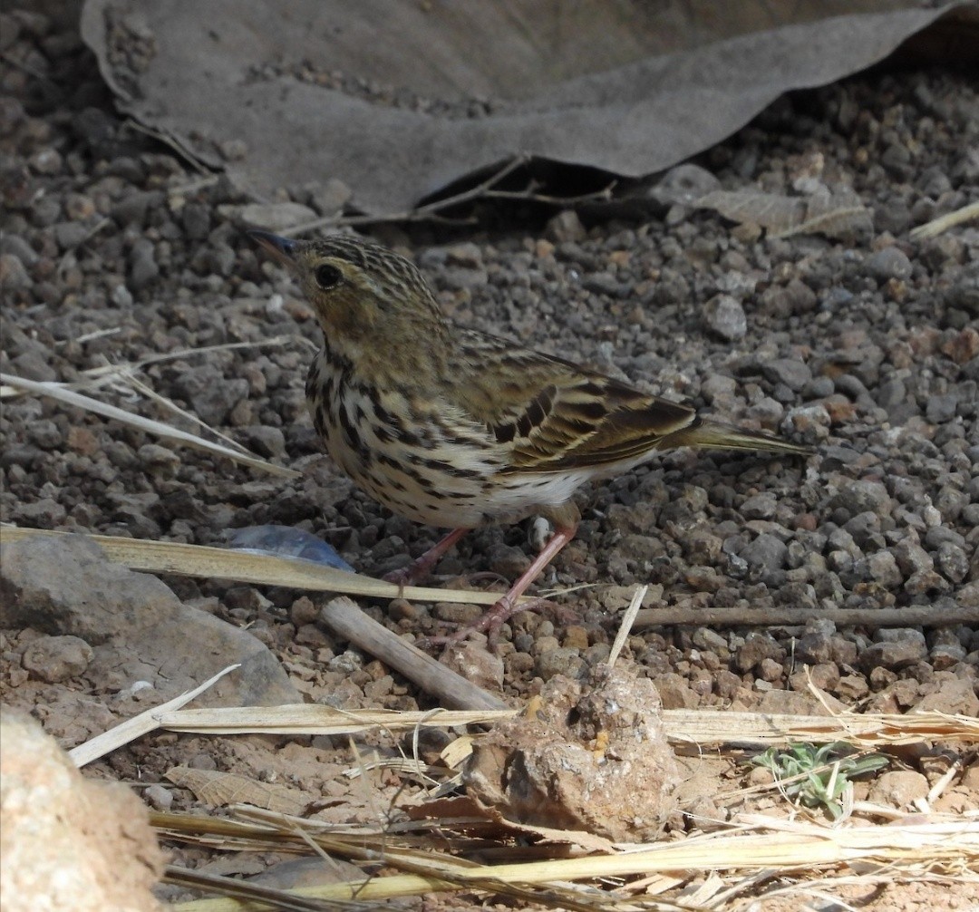 Tree Pipit - ML609118429