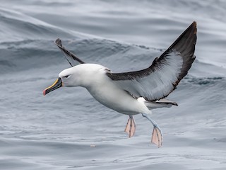  - Indian Yellow-nosed Albatross