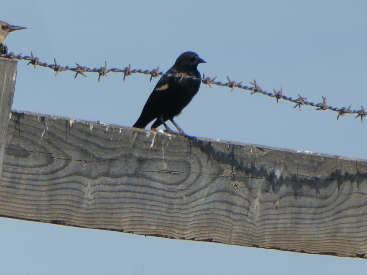 Tricolored Blackbird - ML609118713