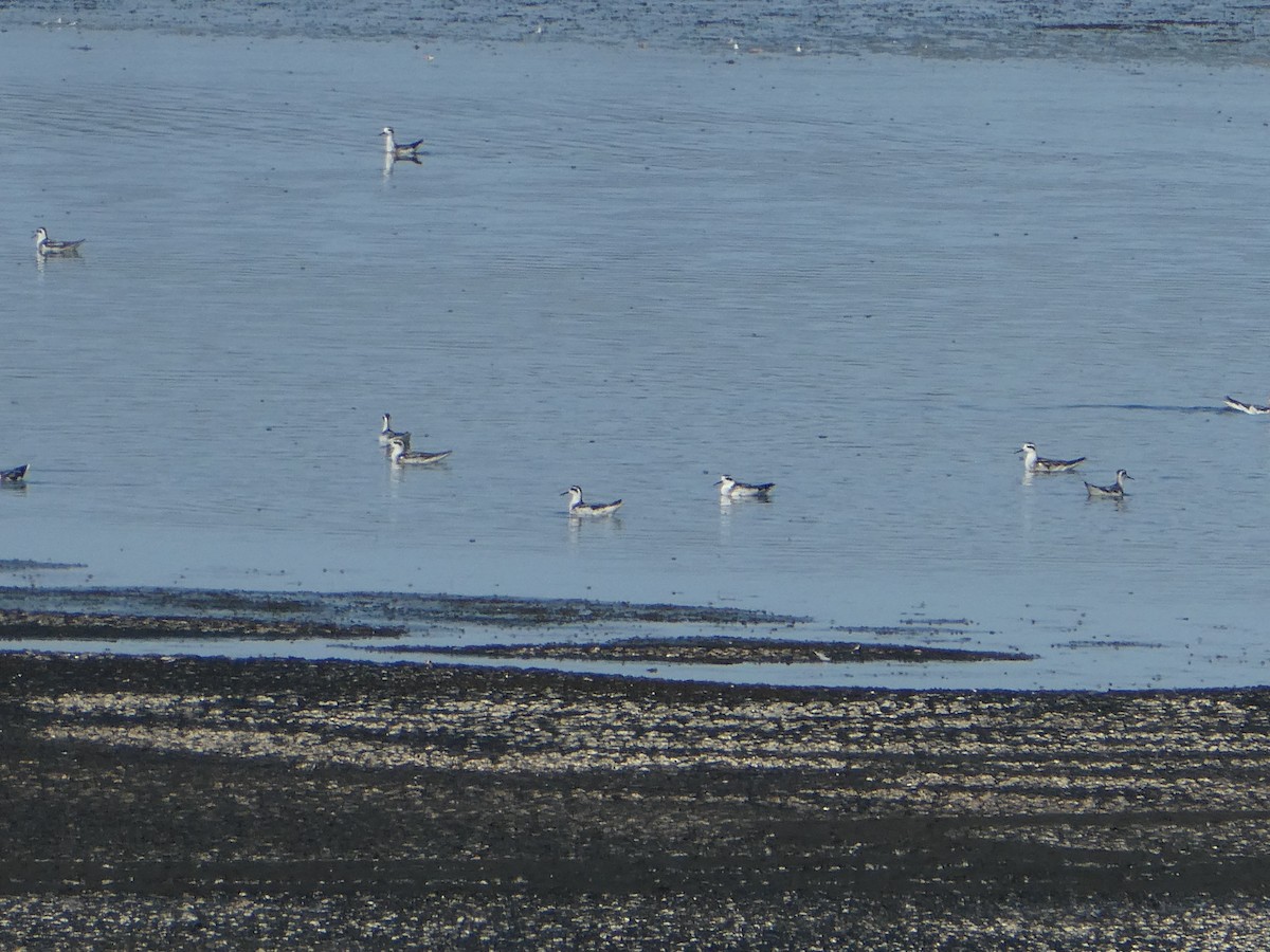 Red-necked Phalarope - ML609118719